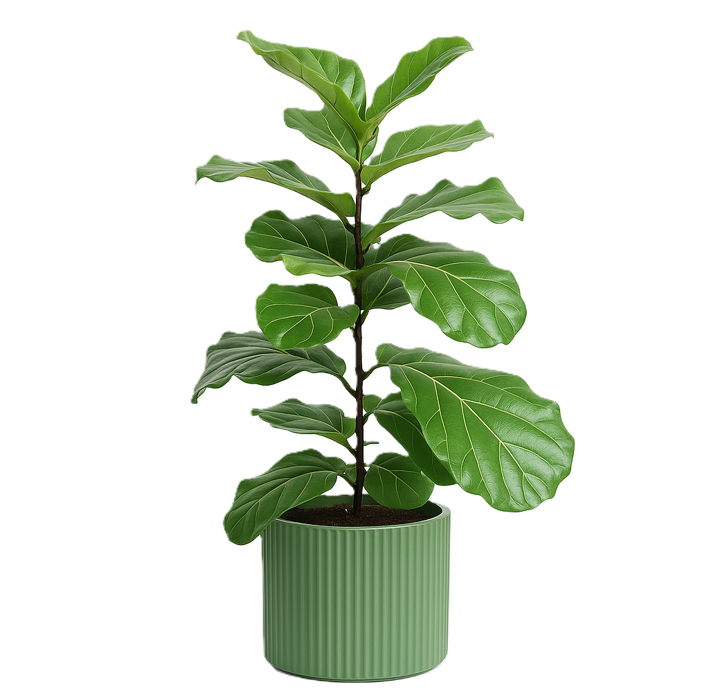 Fiddle Leaf Fig Plant